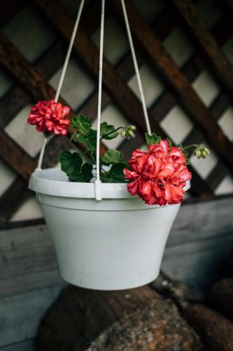 a white flower pot with red flowers in it at Apartamenty Madzia in Wisła