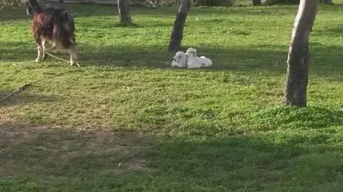 a dog and two dogs laying in the grass at Agriturismo Seaview in Capo Vaticano