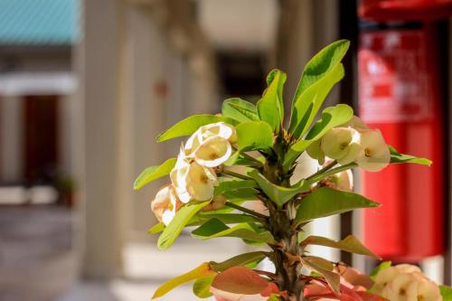 a plant with white flowers and green leaves at River View Villa Self Catering in Francistown