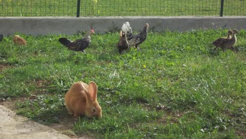 a rabbit sitting in the grass next to some chickens at Gite Du Colombier in Le Fied