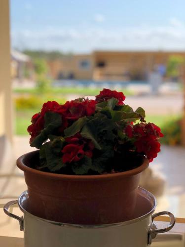 a pot of red flowers sitting on a table at Le stanze di chiara in Torre Lapillo