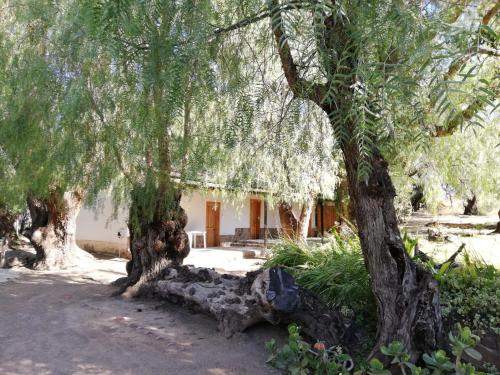 a couple of trees in front of a building at Doornfontein Guest Farm in Cradock