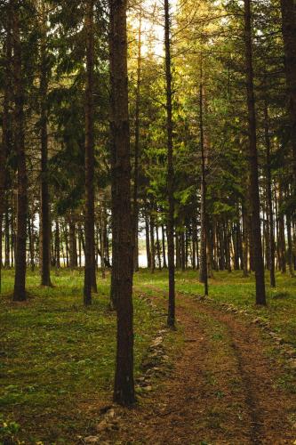 a dirt road through a forest with trees at Ungru Guesthouse in Suuresadama