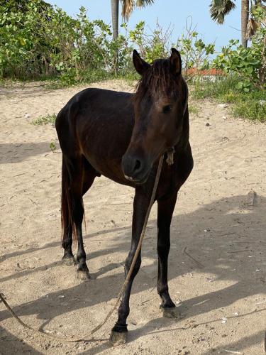 a brown horse standing on a dirt road at Mica Apartments in Sere Kunda