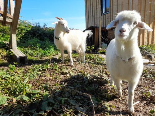 three white sheep standing in a yard at Miniponyhof Biohof Almbauer in Waidhofen an der Ybbs