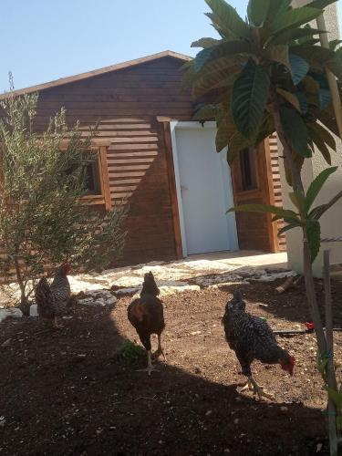 a group of chickens walking around in a yard at תפארת עזך in Kefar H̱ananya