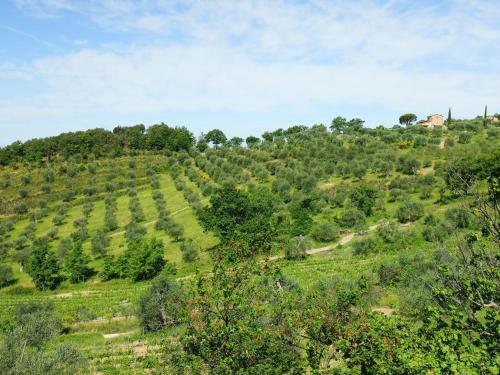 a green hillside with trees and a house on it at Holiday Home Poggio Velluto by Interhome in Seggiano