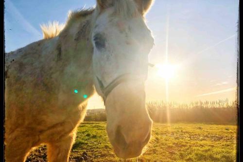 a horse standing in a field with the sun behind it at baleal penthouse in Ferrel