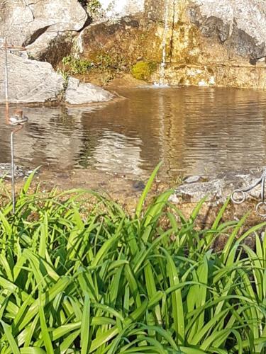 un estanque con una cascada y algunas plantas verdes en Country Residence Turicchi, en Londa