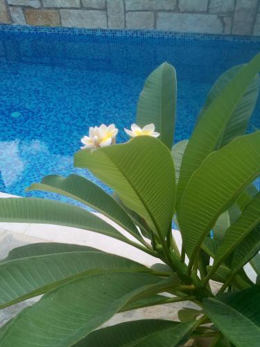 Piscina di “Theeporto” Maisonette with pool o nelle vicinanze