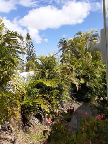 a group of palm trees with a blue sky and clouds at Chez moi vous êtes chez vous in Espérance