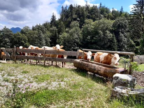 un grupo de vacas de pie detrás de una valla en Huberhof, Mettenham, en Schleching