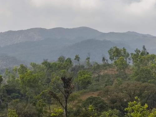 a view of a forest with mountains in the background at Jade Hills Coorg in Madikeri