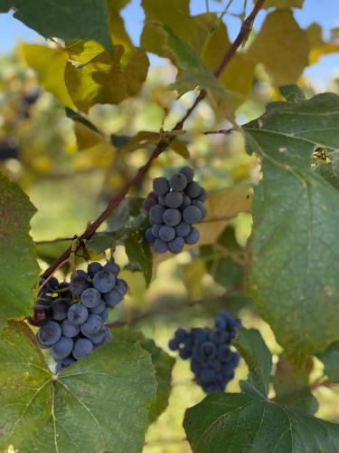 a bunch of blue grapes hanging from a tree at Green Energy Apartment in Berehove