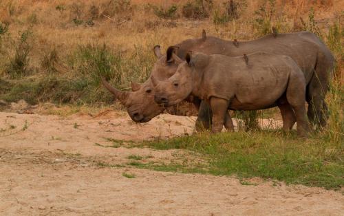 two rhinos standing next to each other in a field at Jock Safari Lodge in Skukuza