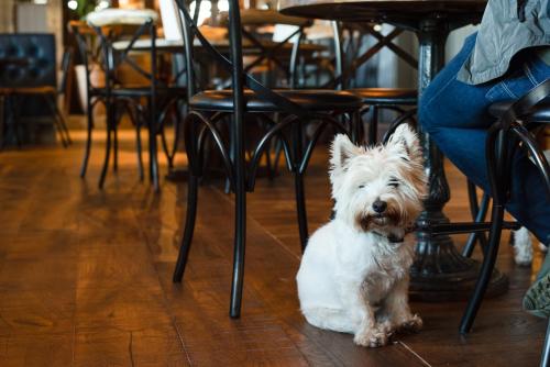 a small white dog sitting on the floor next to a table at The Black Swan - The Inn Collection Group in Helmsley