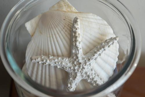 a starfish in a glass jar with a star fish at Blue Star Villa in Tergniet