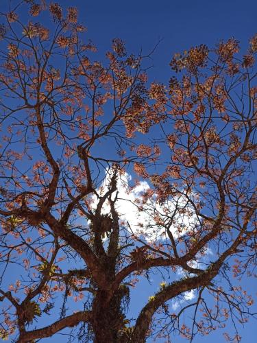 a tree with the sky in the background at Gran Camping Cabanas da Fazenda in Visconde De Maua