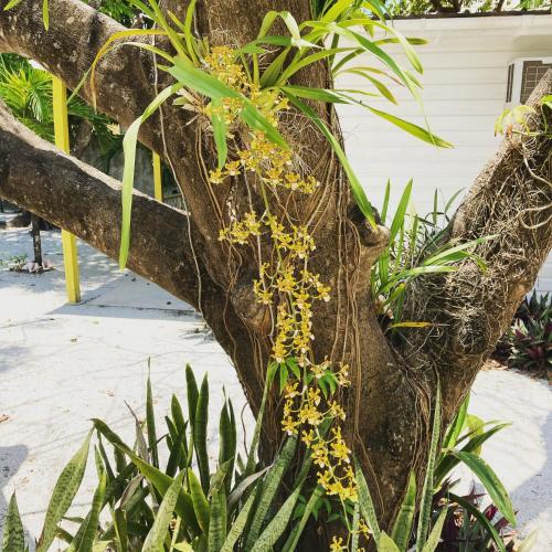 a tree with yellow flowers growing on the side of it at JAGUAR MORNING STAR in Caye Caulker