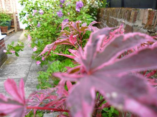 Taman di luar Copperfields Guest House