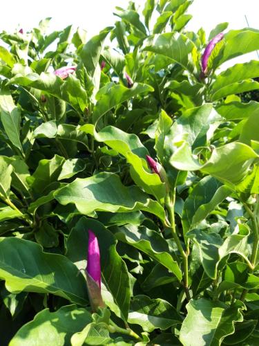 a plant with purple flowers and green leaves at Les Puits Bessin Normandie in Sommervieu