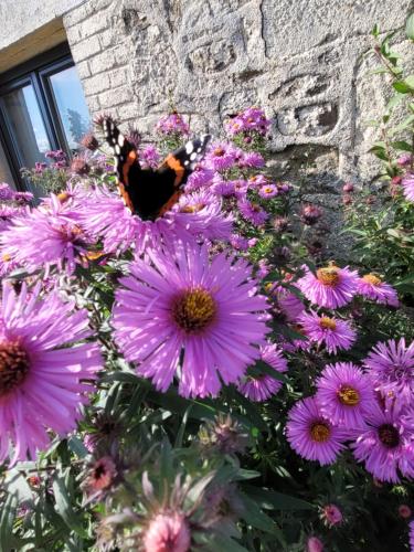 Κήπος έξω από το Studio Bienvenue du côté de chez nous avec jardin privatif