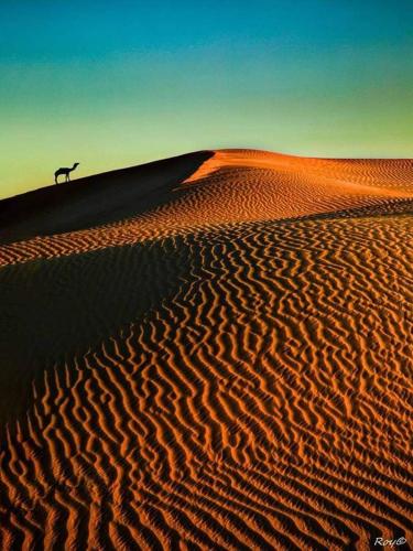 a camel standing on top of a sand dune at Excellent Desert Safari camp in Sām