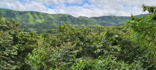 a forest of trees with mountains in the background at Machan Villas by Holiday Club in Bhor