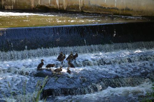 a group of birds standing in a waterfall at Apartmán Nad potokem in Český Rudolec