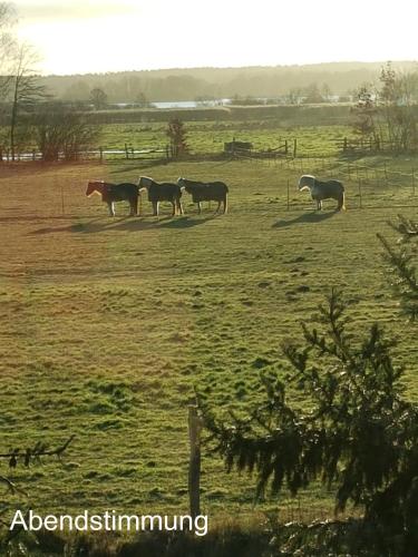 a group of horses grazing in a field at Ferien Mecklenburgische Seenplatte, Urlaub auf dem Gutshof Bossow in Bossow