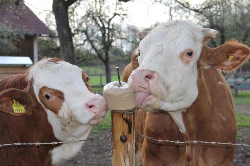 two brown and white cows standing next to a fence at Bauernhof Pension Hofmayer in Sankt Kanzian