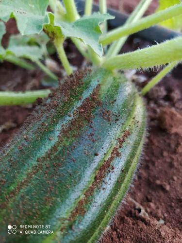 a close up of a green plant in the dirt at Le Radici Casa Vacanze in Copertino