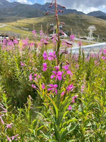a field of pink flowers with mountains in the background at Val Thorens Temple of the Sun - ski in, ski out in Val Thorens