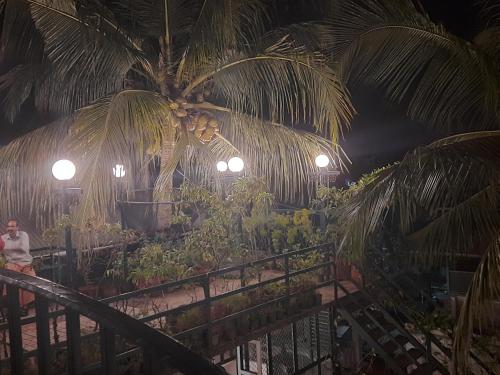 a palm tree in a greenhouse with lights at Jojies Homestay Fortkochi in Cochin