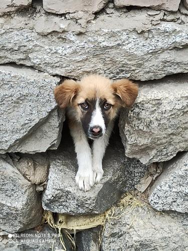 a dog is peeking out of a stone wall at Rock Castle Residency in Leh
