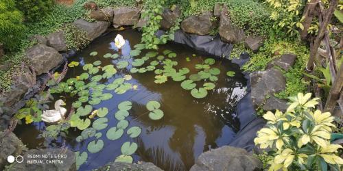 a pond with a bunch of lily pads and two ducks at Aldora Holiday Homes in Vythiri