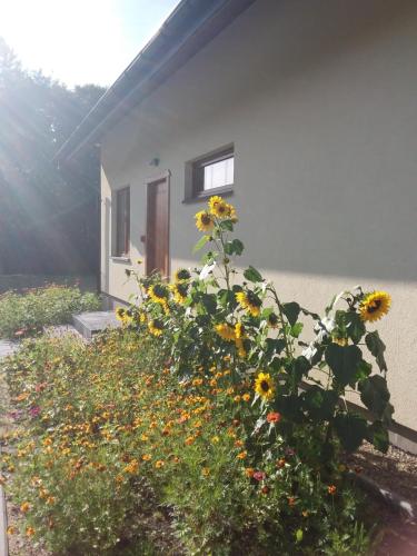 a house with a bunch of sunflowers in front of it at Dom Gościnny Poza Czasem in Żubracze