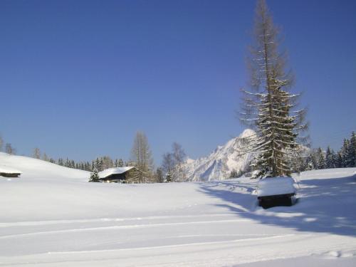 a tree in a snow covered field with a mountain at Almidylle Kathrin in Strobl