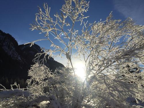 a tree covered in snow with the sun behind it at Fedaia Joy B&B in Canazei