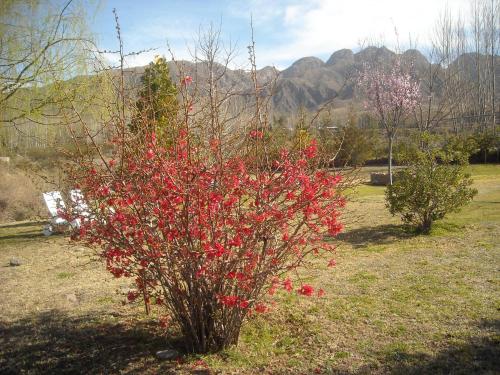 a bush with red berries on it in a field at Cabañas Rio Mendoza in Cacheuta