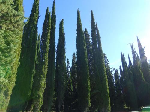 a row of cypress trees in a park at Hotel Belvedere Di San Leonino in Castellina in Chianti