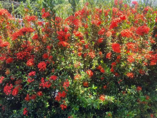 a bunch of red flowers on a bush at Casa Sueno Colibri in Tamarindo