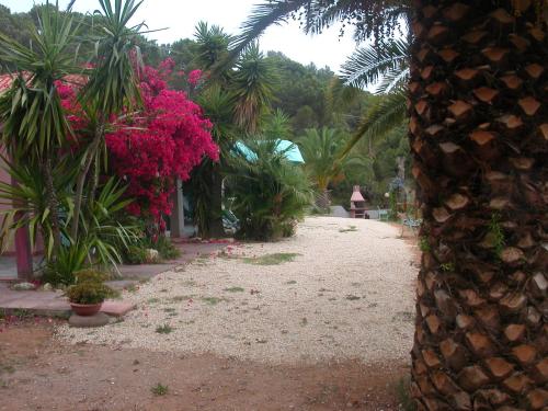 a garden with pink flowers and palm trees at Villa Perla in Capoliveri