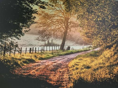 una strada sterrata con alberi sul lato di un campo di Les Arpents Verts a Momignies