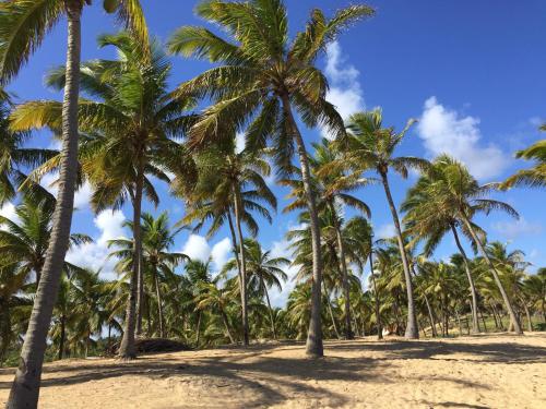 a group of palm trees on a sandy beach at Refúgio do Corsário-Imbassai-Ba in Imbassai