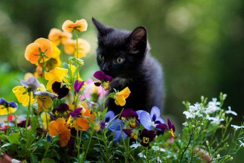 a black kitten playing in a bunch of flowers at Ferienwohnung Bergzyt oder das Bed and Breakfast - Älplersuite mit eigenem Bad und Terrasse in Linthal