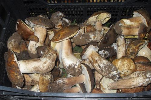 a bunch of mushrooms sitting in a basket at Hotel Villa A Mare in Rodi Garganico