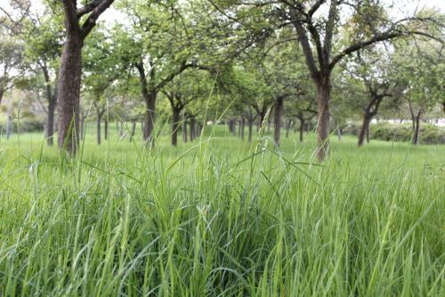 Blossom Orchard - Luxury Yurts