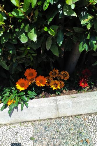a bunch of colorful flowers in a garden at la baita in Salerno