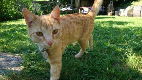 an orange cat walking in the grass in the yard at Gasthaus Piesau - Thüringer Wald - Rennsteig in Piesau